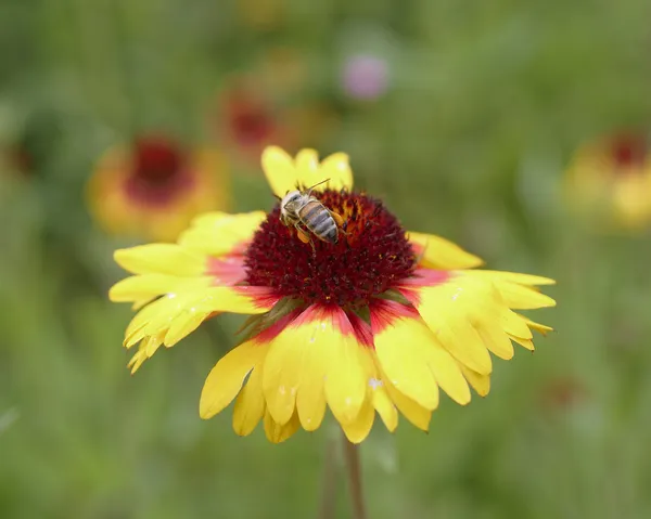 黄花上的蜜蜂 — 图库照片
