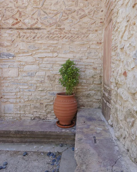 バジル植木鉢、美しい庭のコーナー — ストック写真