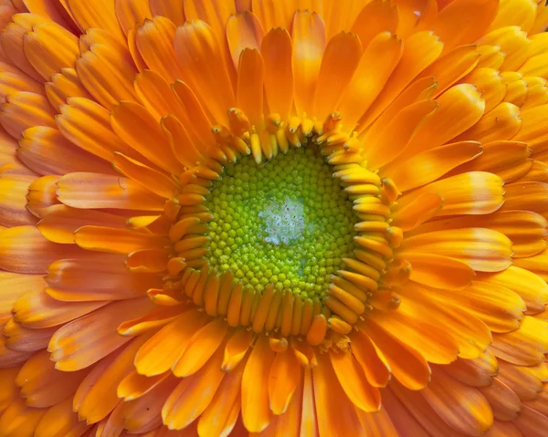 Orange ringblomma blomma — Stockfoto