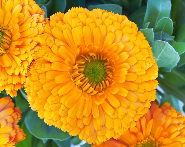 Orange ringblomma blomma — Stockfoto