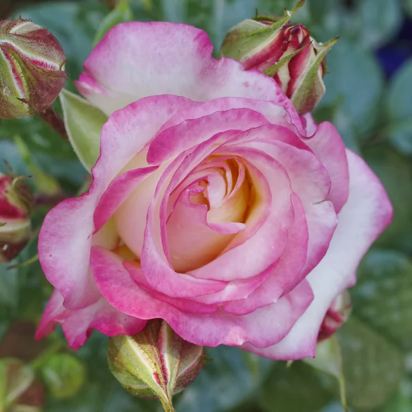 Pink and pale white rose — Stock Photo, Image