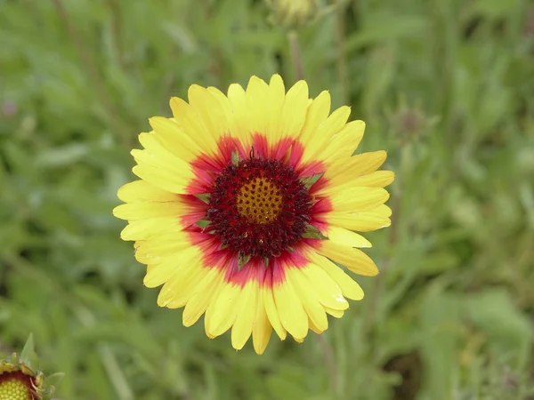 Flor amarela da Gazânia — Fotografia de Stock