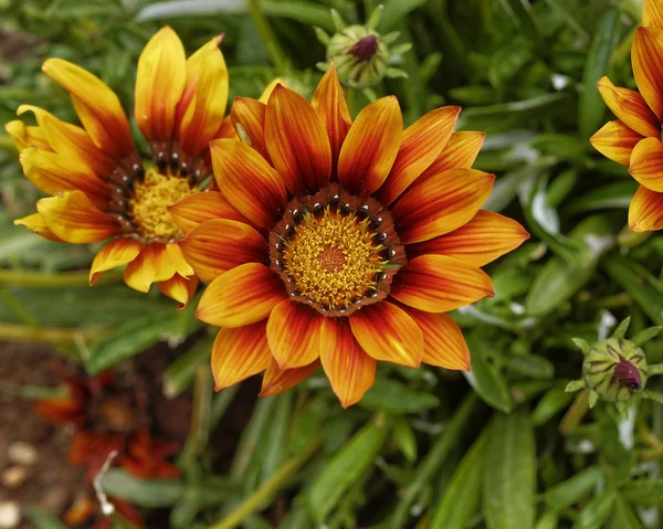 Gazania πορτοκαλί λουλούδι — Φωτογραφία Αρχείου