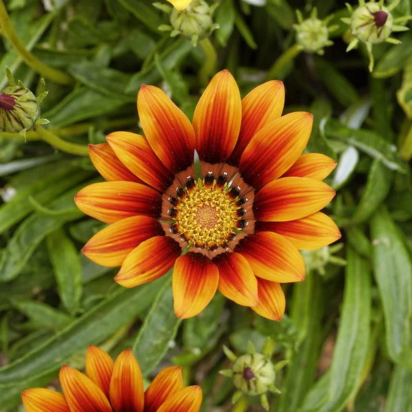 Flor de Gazania naranja — Foto de Stock