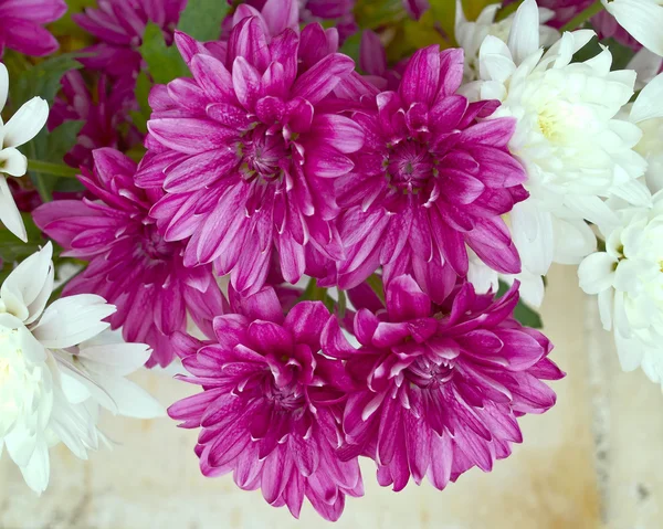 新鮮な菊の花 — ストック写真
