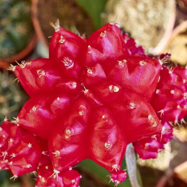 Kaktusblüten Nahaufnahme — Stockfoto