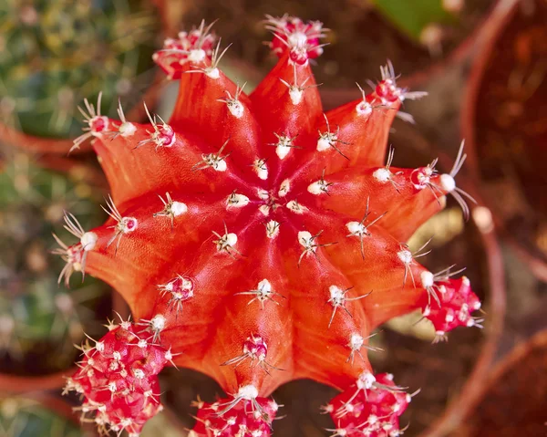 Kaktus blomma närbild — Stockfoto