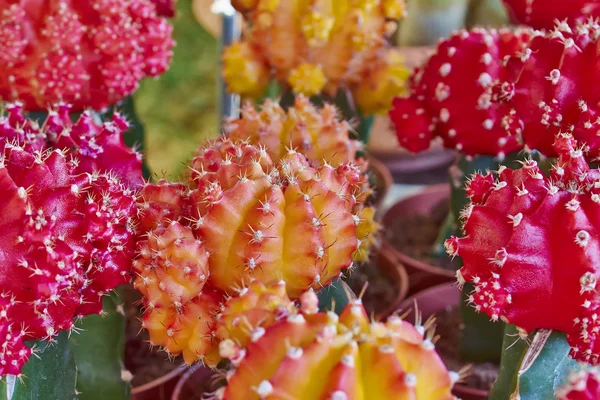 Cactus flowers closeup — Stock Photo, Image