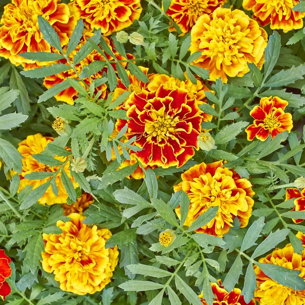 Fiori di calendula — Foto Stock