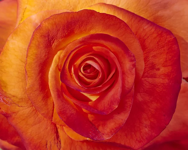 Rosa naranja primer plano —  Fotos de Stock