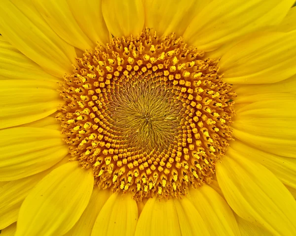 Zonnebloem close-upAyçiçeği yakın çekim — Stok fotoğraf