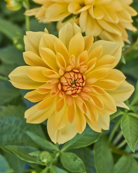 Ντάλια closeup λουλούδι — Φωτογραφία Αρχείου