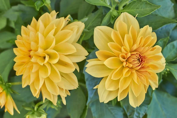 Δύο λουλούδια Ντάλια, πολύχρωμα φόντο — Φωτογραφία Αρχείου