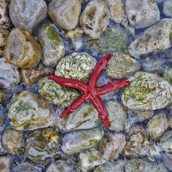 Sea star on colorful pebles beach — Stock Photo, Image