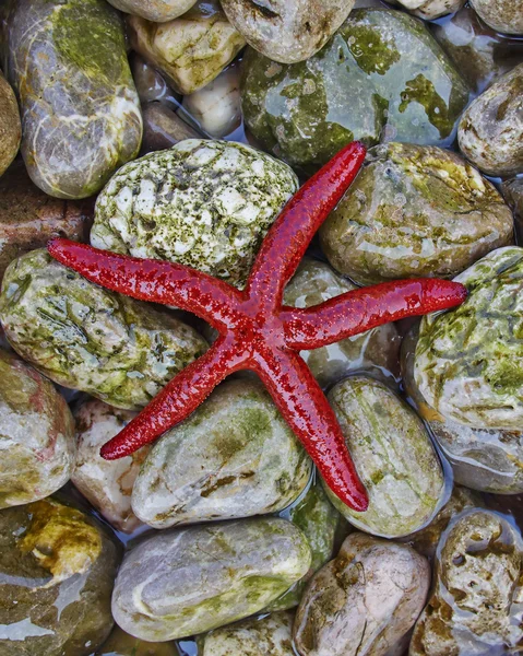 Sea star on colorful pebles beach — Stock Photo, Image