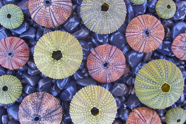 Erizos de mar en la playa pebles negro, fondo natural — Foto de Stock