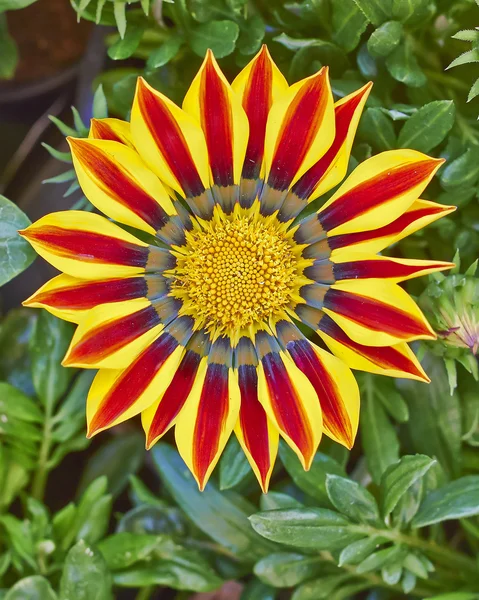 Kırmızı turuncu kaplan gazania çiçek — Stok fotoğraf