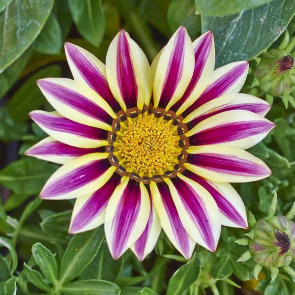 Blek vit och violett färgade tiger gazania — Stockfoto