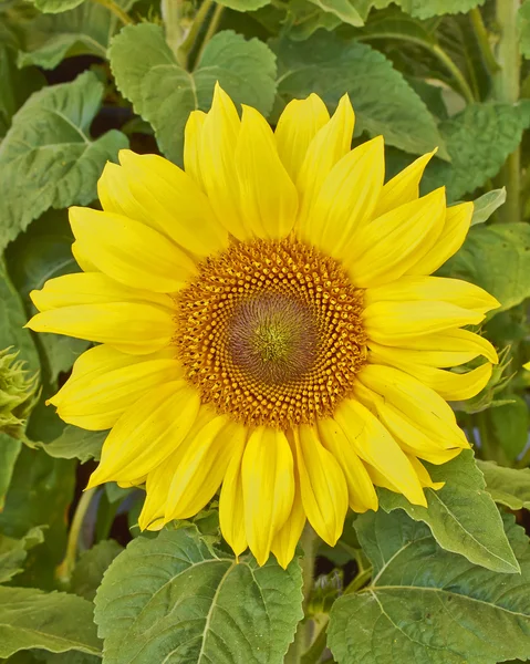 Slunečnice close-up — Stock fotografie