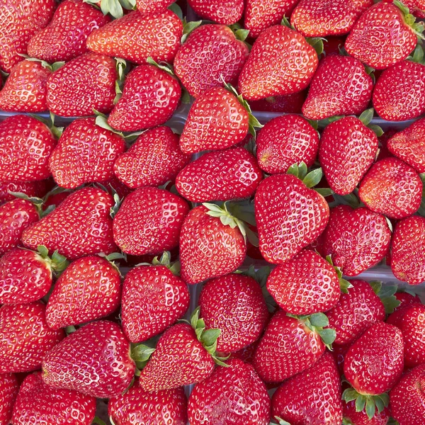 出售新鲜草莓 — 图库照片