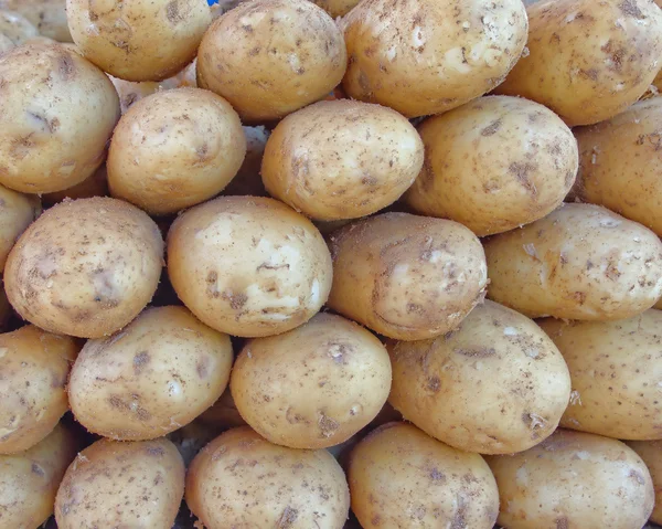 Patatas crudas ecológicas —  Fotos de Stock