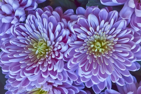 Фиолетовые хризантемы — стоковое фото