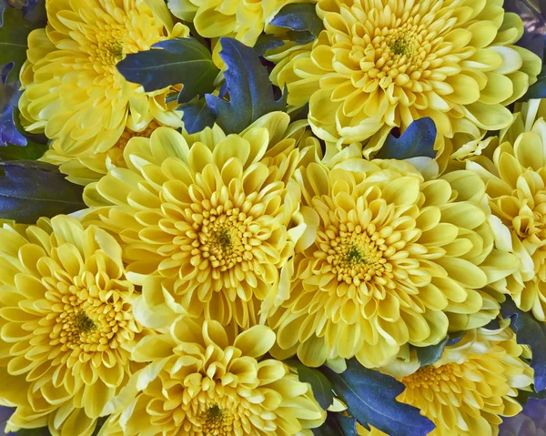 Žluté chryzantémy parta — Stock fotografie