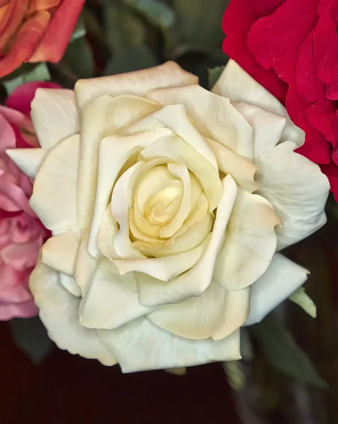 Fake handmade pale white rose flower — Stock Photo, Image
