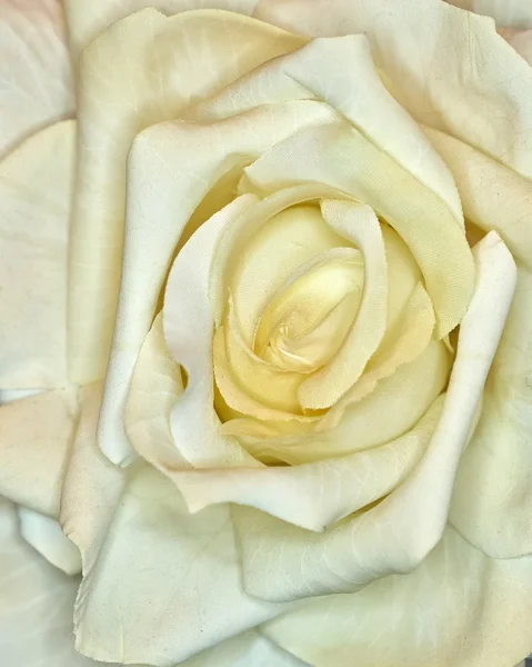 Textile fake rose closeup — Stock Photo, Image