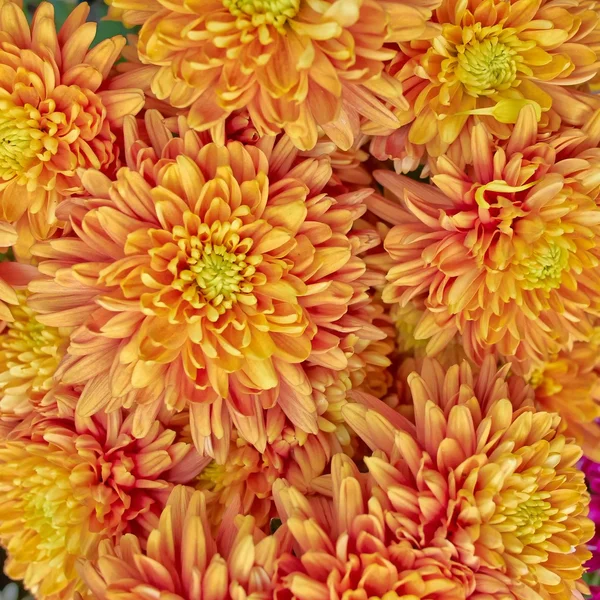 Chrysanthèmes, fond floral naturel — Photo