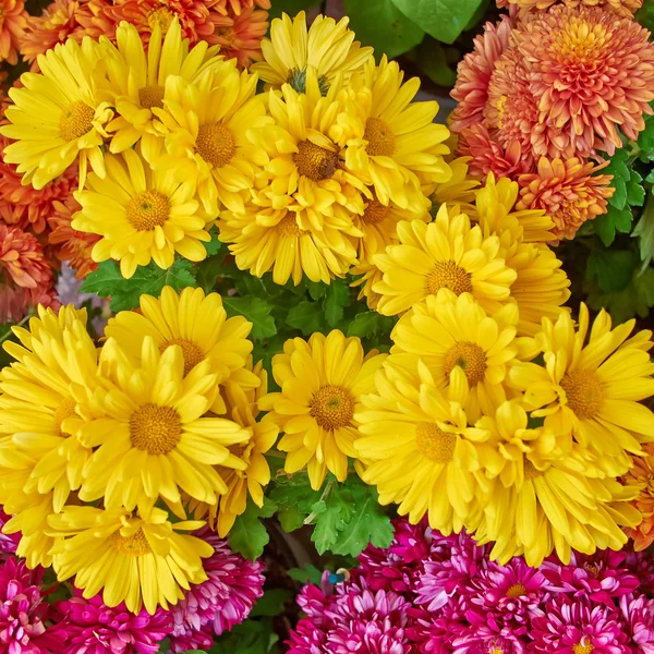 Krysantemum, naturliga floral bakgrund — Stockfoto