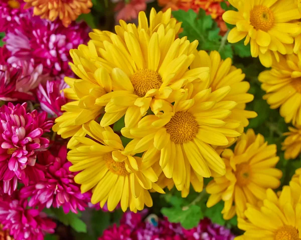 Chryzantémy, květinové přirozená — Stock fotografie