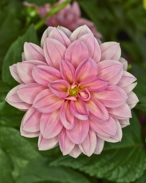 Roze dahlia bloem — Stockfoto