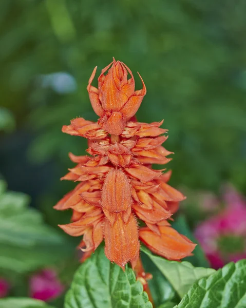 Flor naranja de "franco 's snapdragon" — Foto de Stock