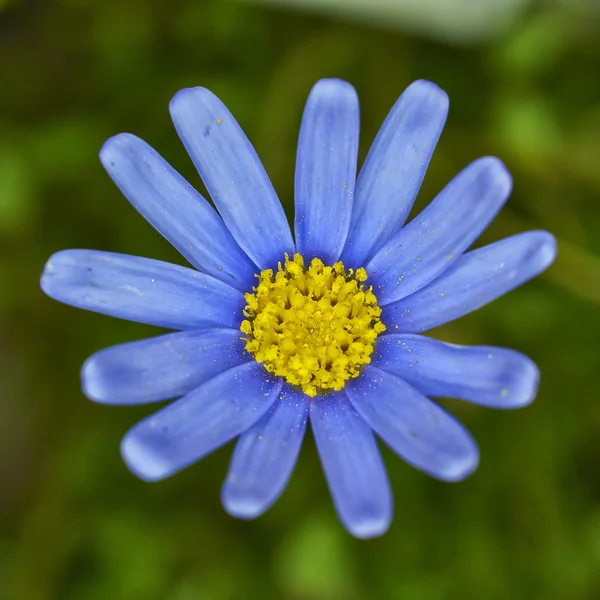 Blauwe daisy flower close-up — Stockfoto