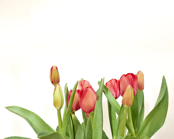 Red tulips on white background — Stock Photo, Image