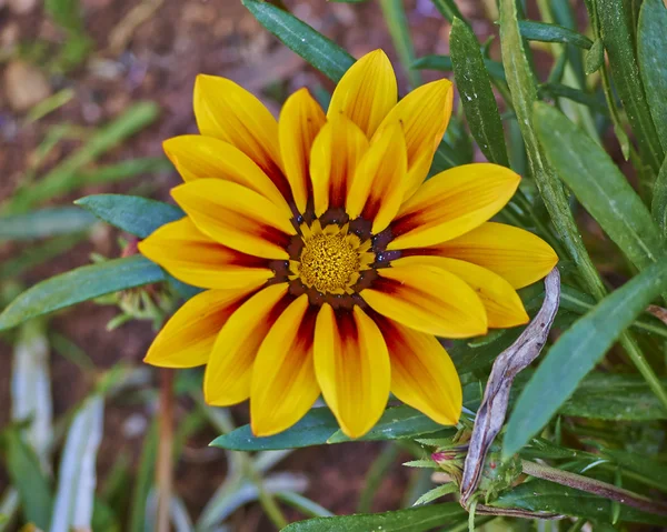 Orange "tiger" Gazania flower closeup — Stock Photo, Image