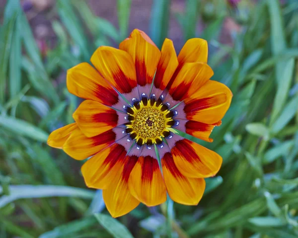 Laranja "tigre" flor da Gazânia — Fotografia de Stock