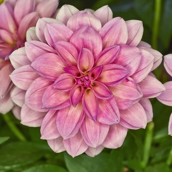 ピンクダリアの花 — ストック写真