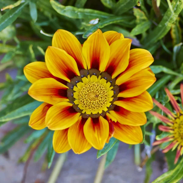 Orange gazania flower closeup — Stock Photo, Image