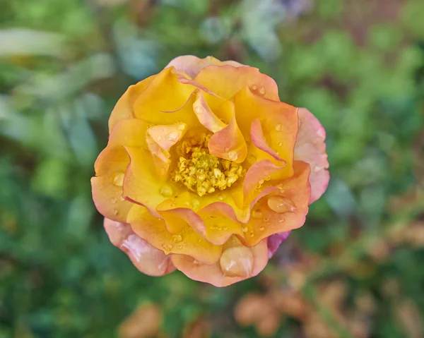 Orange humide rose gros plan — Photo
