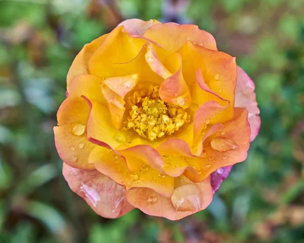 Orange humide rose gros plan — Photo