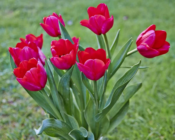 Roter Tulpenstrauß — Stockfoto