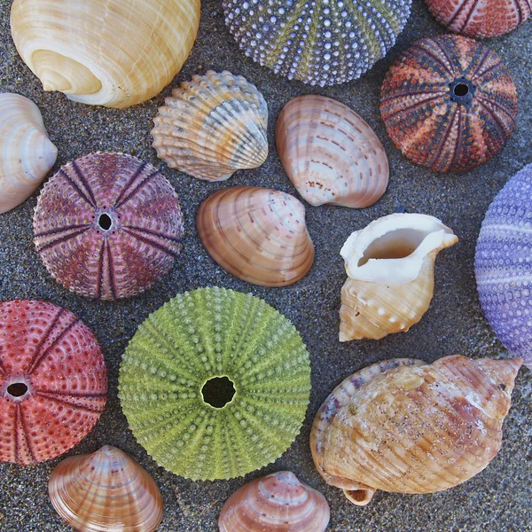 Colorful sea urchins and shells on wet sand beach — Stock Photo, Image