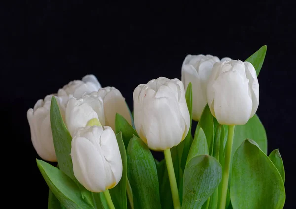 Dziewiczy Biały Tulipan Kwiaty Wiązanka Czarny Tło — Zdjęcie stockowe