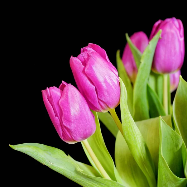 Vibrante Violeta Coloridas Flores Tulipa Fundo Preto Liso Estúdio Tiro — Fotografia de Stock
