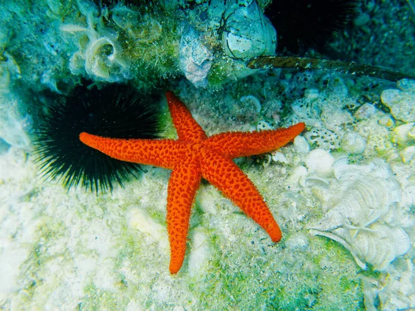 Bintang Laut Merah Dan Bulu Babi Dekat Karang Adegan Bawah — Stok Foto