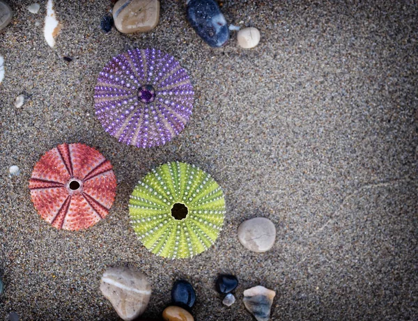 ぬれた砂の上にカラフルなウニや小石が集まり — ストック写真