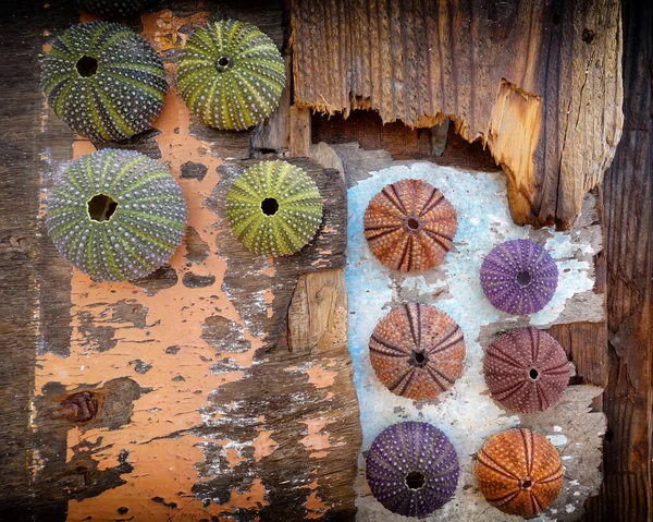 Colorful Sea Urchin Shells Collection Grunge Weathered Wood Background Some — Stock Photo, Image