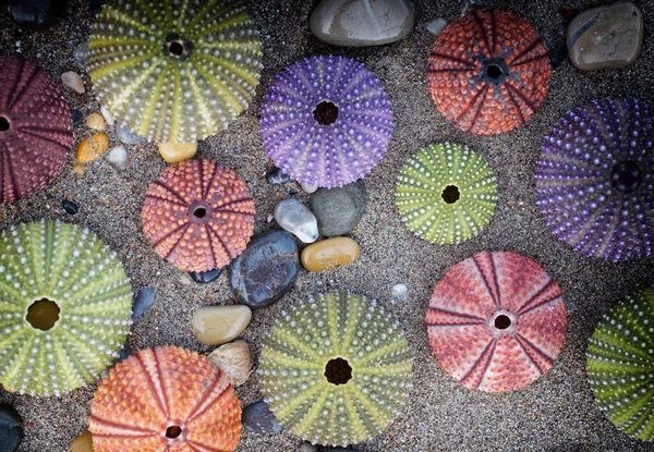 Una Colección Erizos Mar Colores Guijarros Sobre Arena Mojada Imagen —  Fotos de Stock